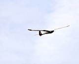 R-DSC 5394